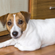 Image for article titled Dog Meets Owner At Door In Desperate Attempt To Get Ahead Of Diarrhea-Rug Scandal